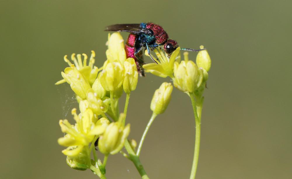 Chrysura cuprea (Rossi, 1790)