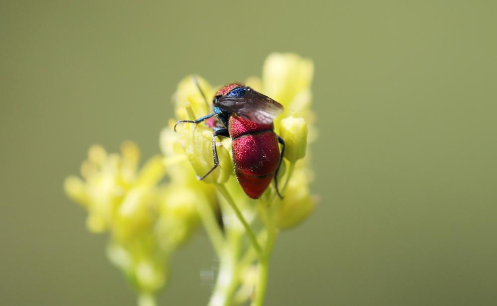  Chrysura cuprea (Rossi, 1790)