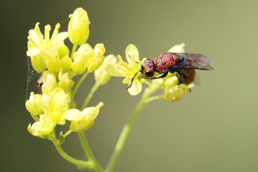  Chrysura cuprea (Rossi, 1790)