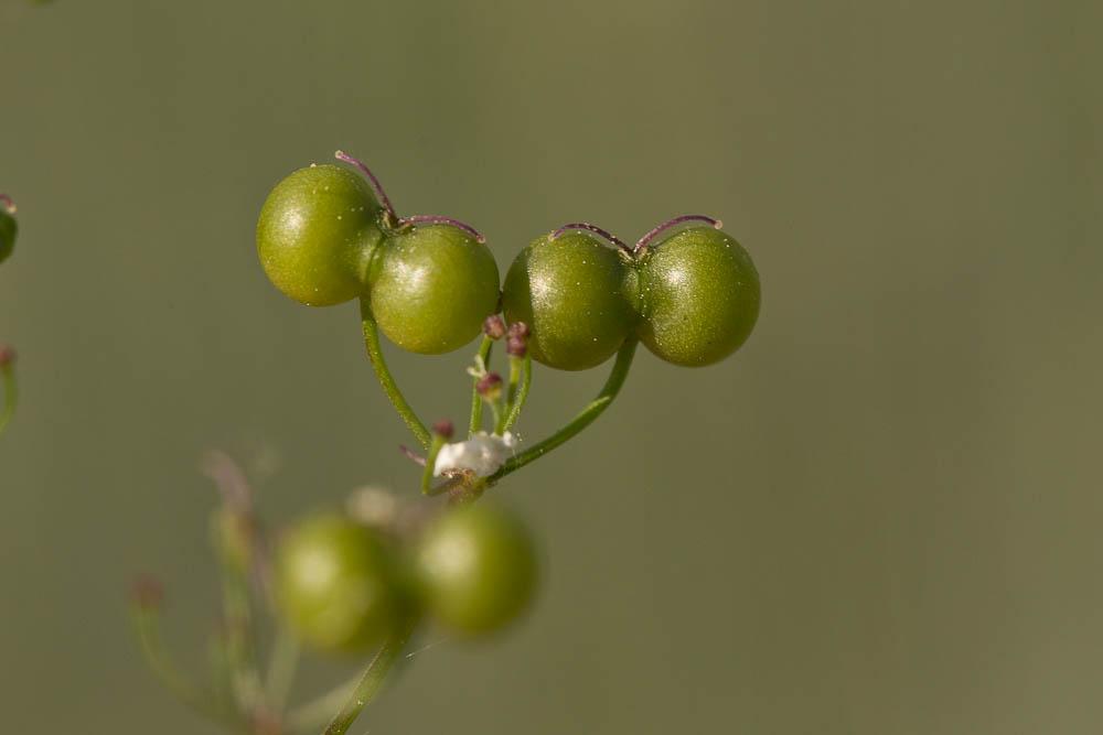 Bifora rayonnante, Sudeur Bifora radians M.Bieb., 1819