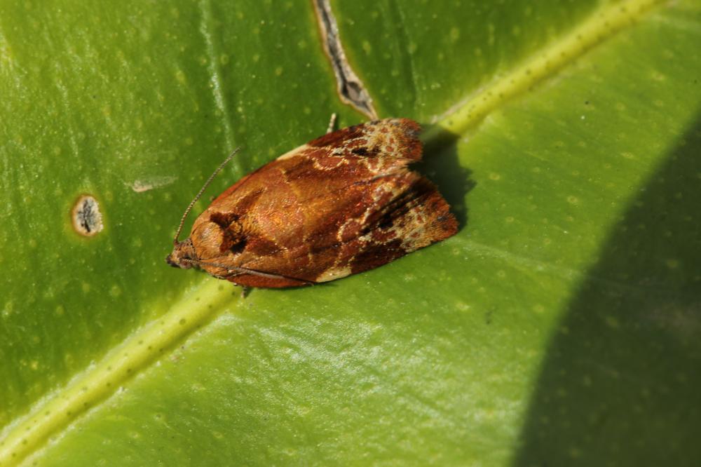 Archips