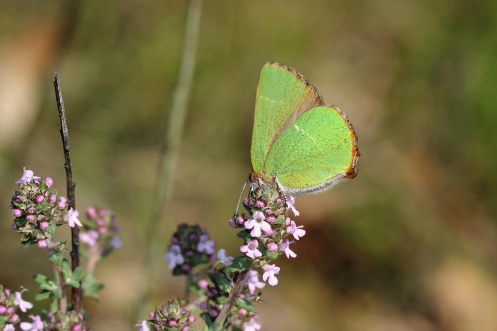 Thécla de l'Arbousier (La) Callophrys avis Chapman, 1909
