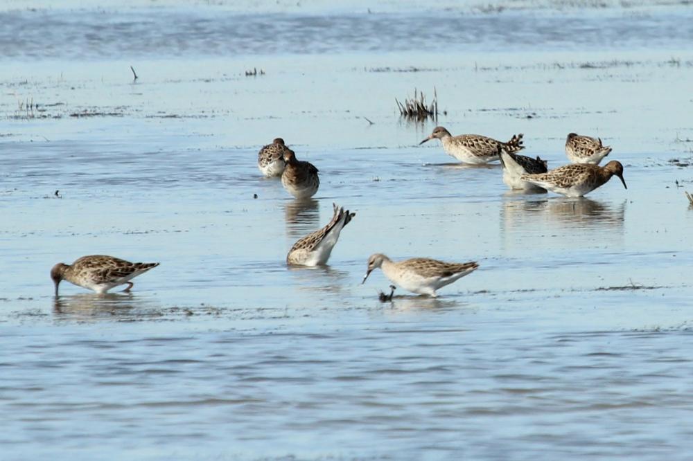 Chevalier combattant, Combattant varié Calidris pugnax (Linnaeus, 1758)