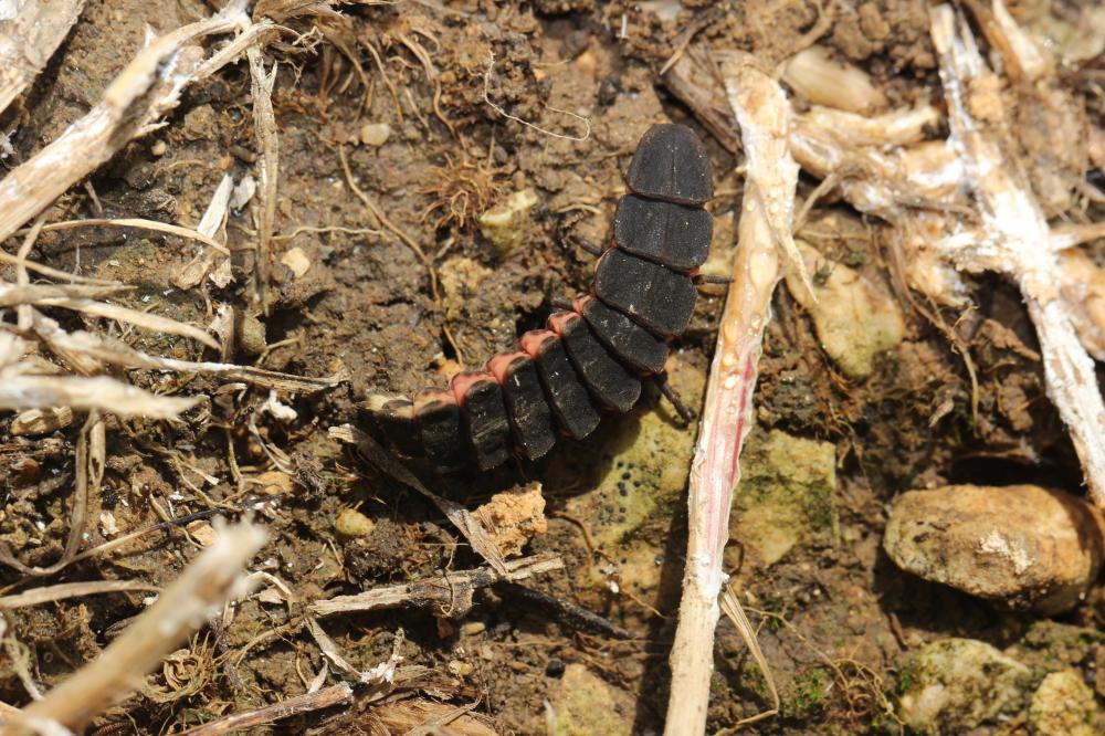 Ver luisant, Lampyre Lampyris noctiluca (Linnaeus, 1758)