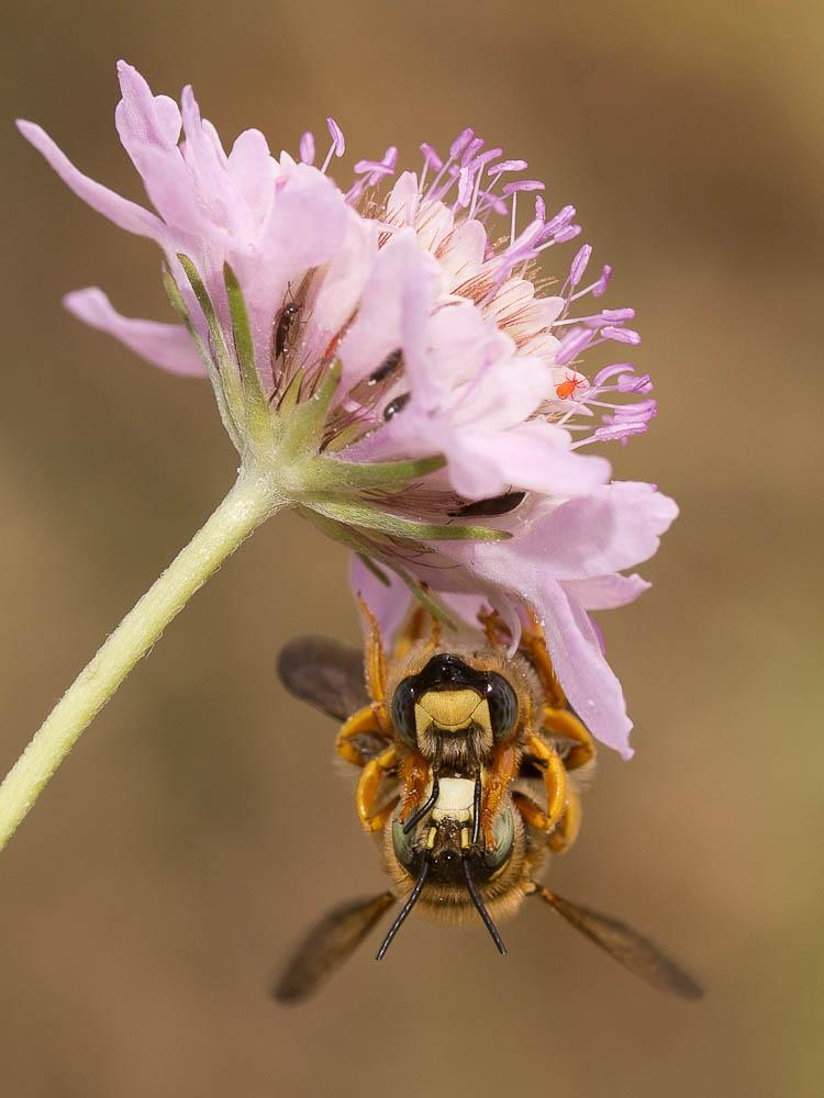  Trachusa integra (Eversmann, 1852)