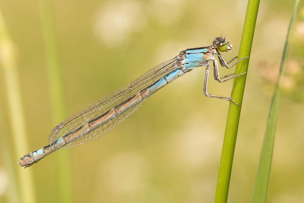 Agrion porte-coupe Enallagma cyathigerum (Charpentier, 1840)
