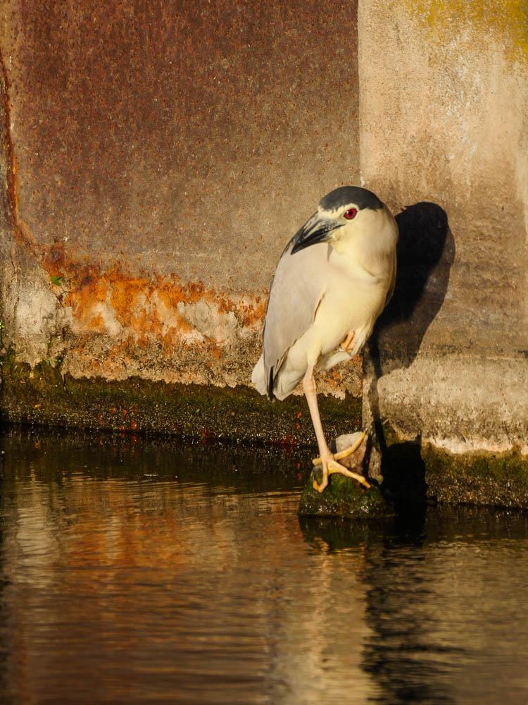 Héron bihoreau, Bihoreau gris Nycticorax nycticorax (Linnaeus, 1758)