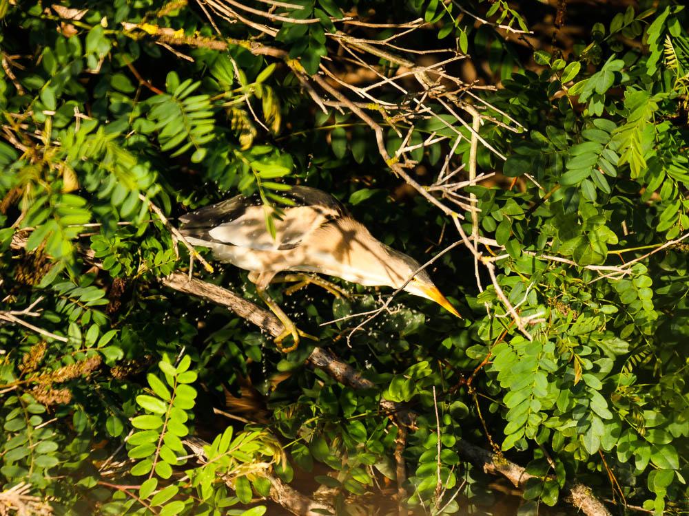Butor blongios, Blongios nain Ixobrychus minutus (Linnaeus, 1766)