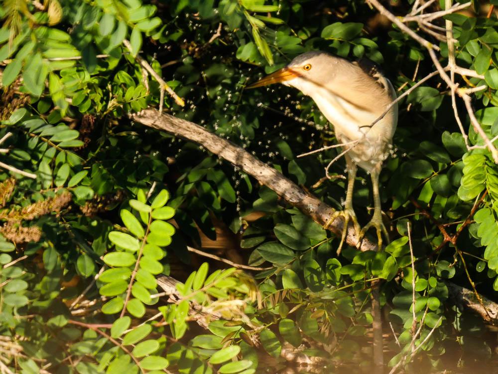 Butor blongios, Blongios nain Ixobrychus minutus (Linnaeus, 1766)