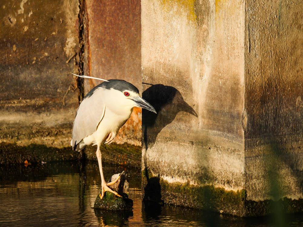 Héron bihoreau, Bihoreau gris Nycticorax nycticorax (Linnaeus, 1758)