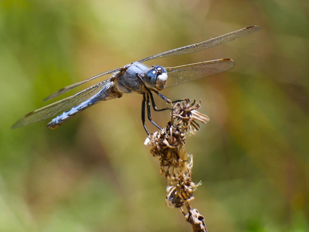 Orthétrum brun (L') Orthetrum brunneum (Boyer de Fonscolombe, 1837)