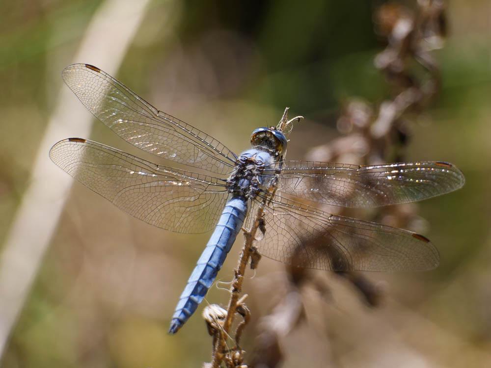 Orthétrum brun (L') Orthetrum brunneum (Boyer de Fonscolombe, 1837)