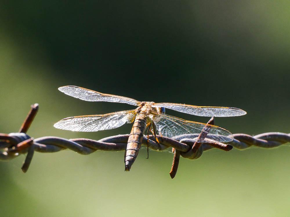 Crocothémis écarlate (Le) Crocothemis erythraea (Brullé, 1832)
