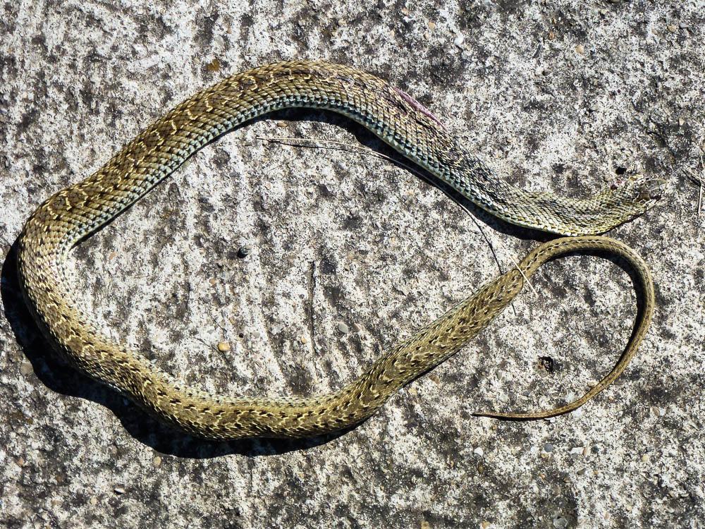 Couleuvre de Montpellier Malpolon monspessulanus (Hermann, 1804)