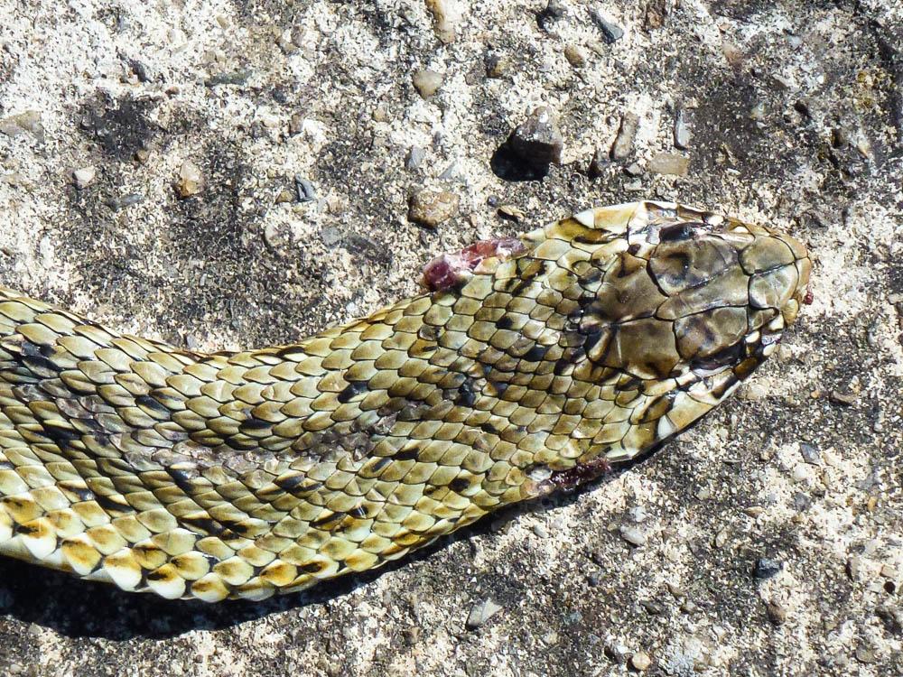 Couleuvre de Montpellier Malpolon monspessulanus (Hermann, 1804)