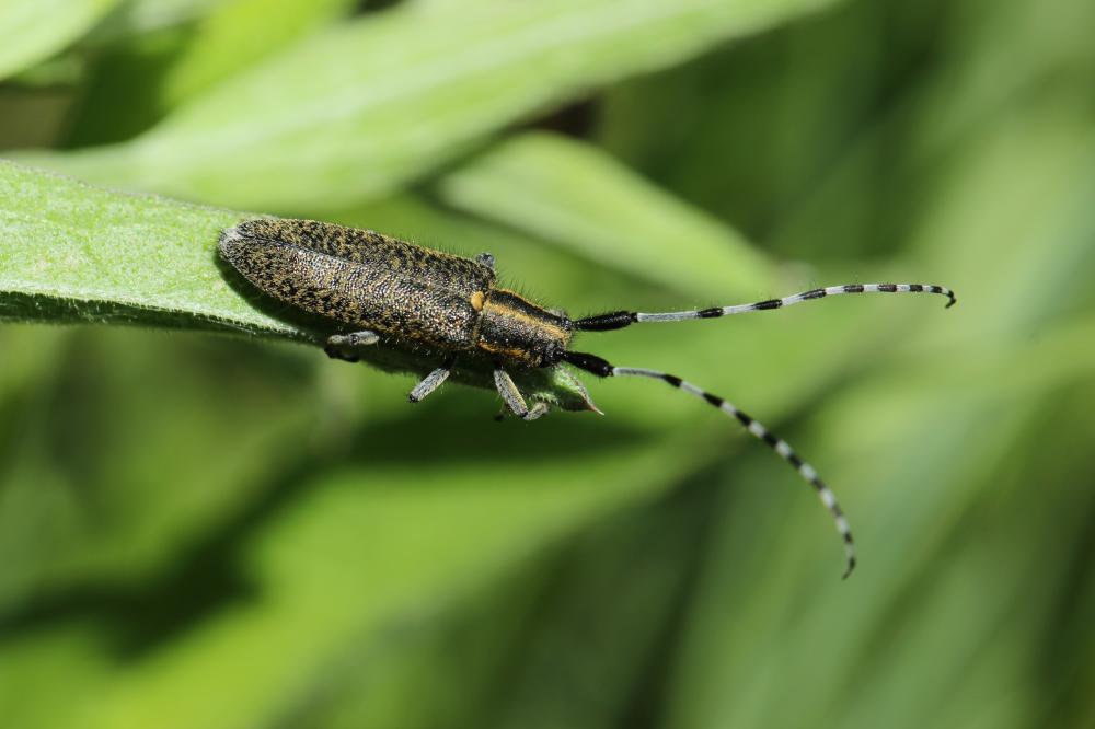 Agapanthia villosoviridescens (De Geer, 1775)