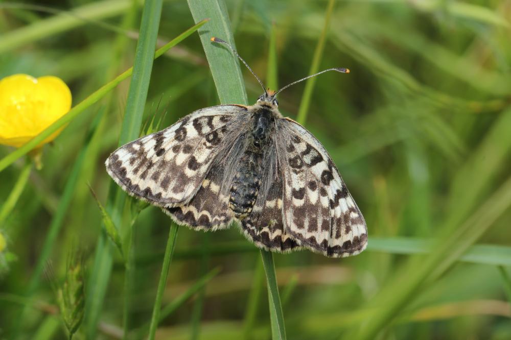 Mélitée orangée (La), Damier orangé (Le), Diane (L Melitaea didyma (Esper, 1778)
