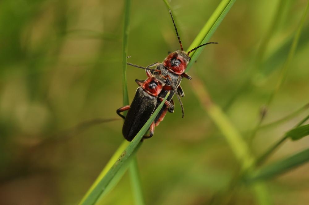 Téléphore moine, Cantharide rustique Cantharis rustica Fallén, 1807