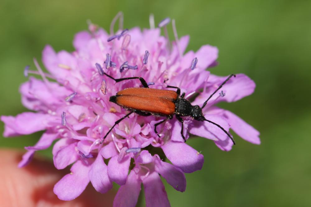 Lepture rouge sang Anastrangalia sanguinolenta (Linnaeus, 1760)