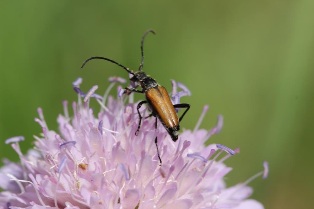 Lepture rouge sang Anastrangalia sanguinolenta (Linnaeus, 1760)