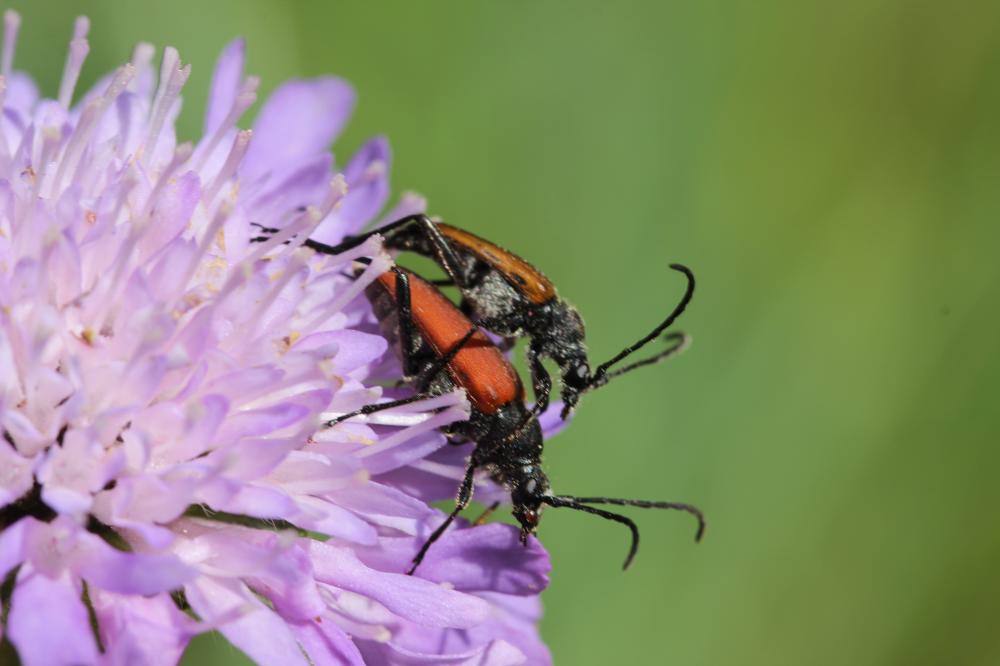 Lepture rouge sang Anastrangalia sanguinolenta (Linnaeus, 1760)