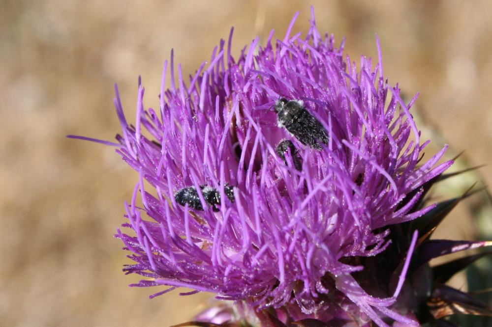  Acmaeoderella cyanipennis (Lucas, 1846)