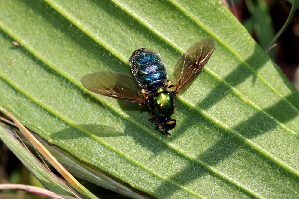  Chloromyia formosa (Scopoli, 1763)
