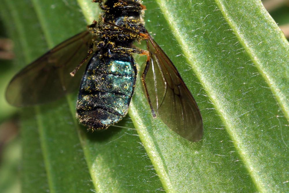  Chloromyia formosa (Scopoli, 1763)