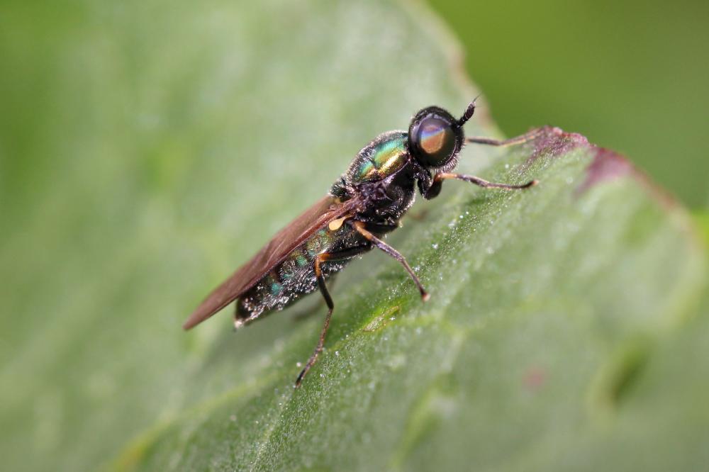  Chloromyia formosa (Scopoli, 1763)
