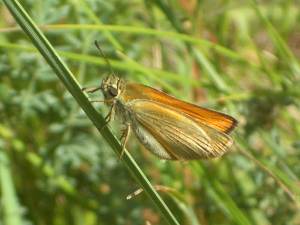 Hespérie du Dactyle (L'), Hespérie europénne (au C Thymelicus lineola (Ochsenheimer, 1808)