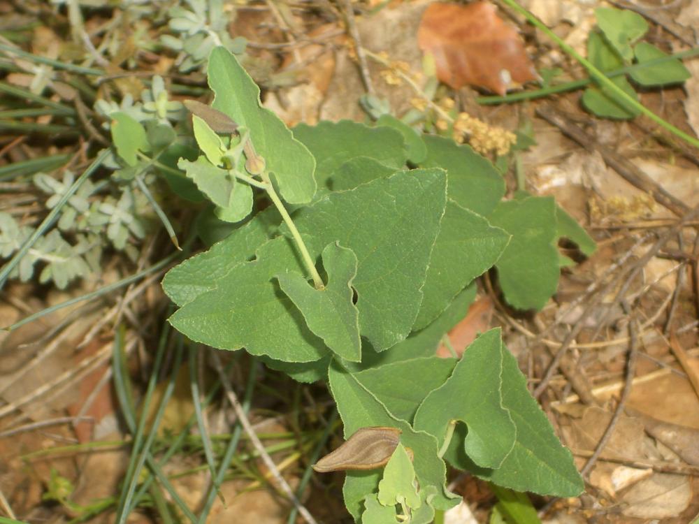 Pistoloche Aristolochia pistolochia L., 1763