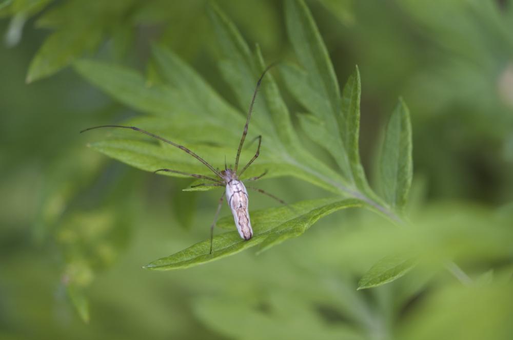 Tetragnatha Latreille, 1804