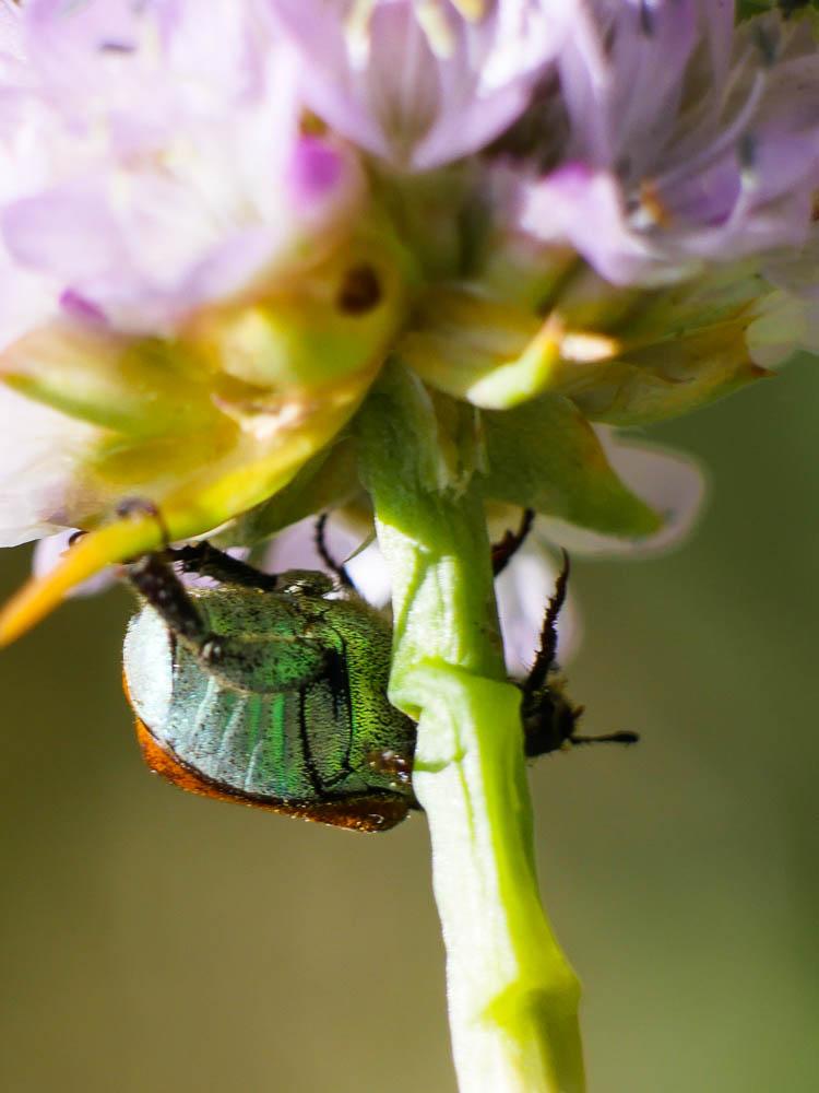 Hoplia argentea (Poda, 1761)
