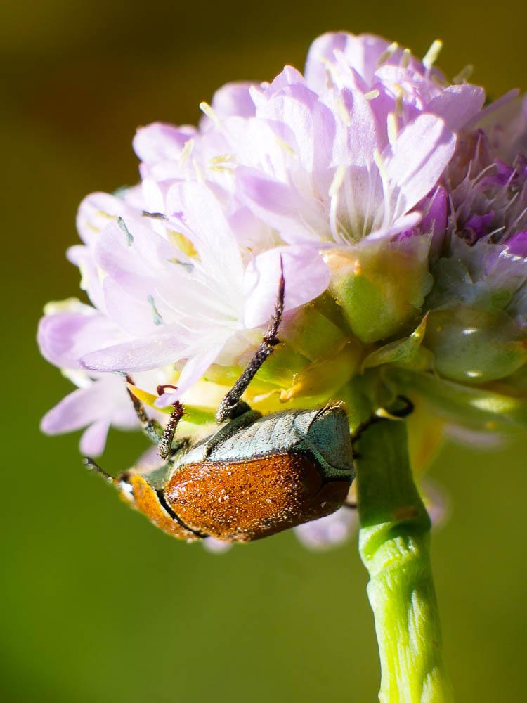 Hoplia argentea (Poda, 1761)