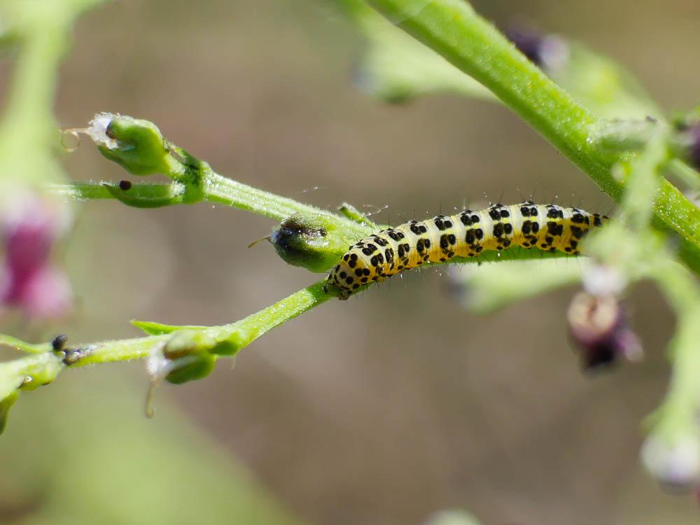 Brèche (La) Shargacucullia verbasci (Linnaeus, 1758)