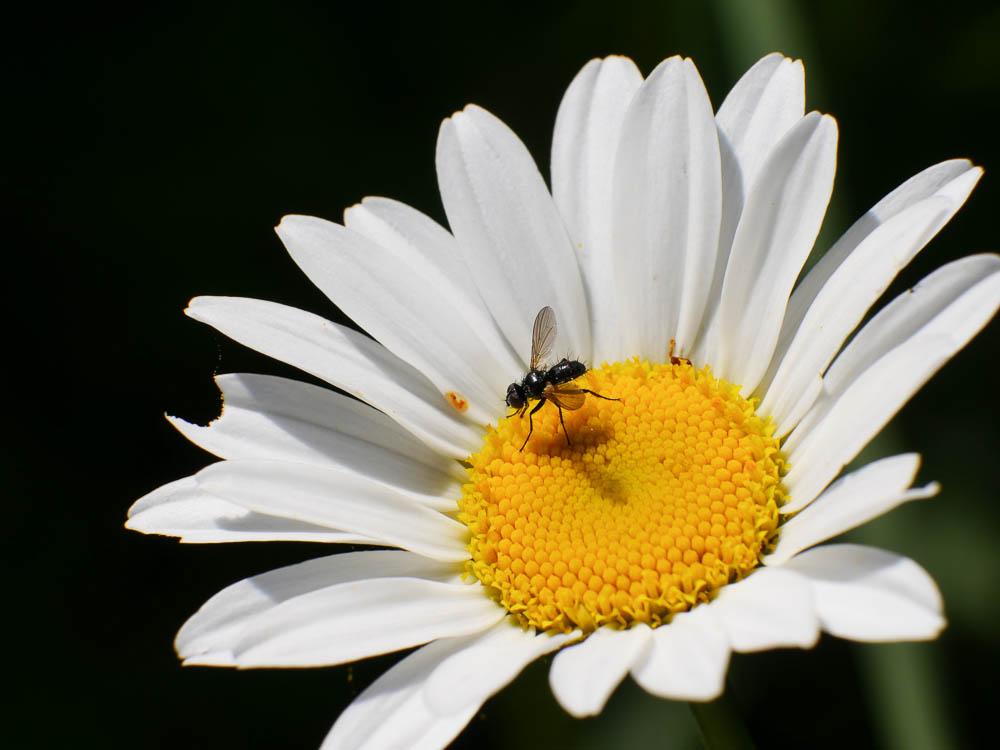  Phania funesta (Meigen, 1824)