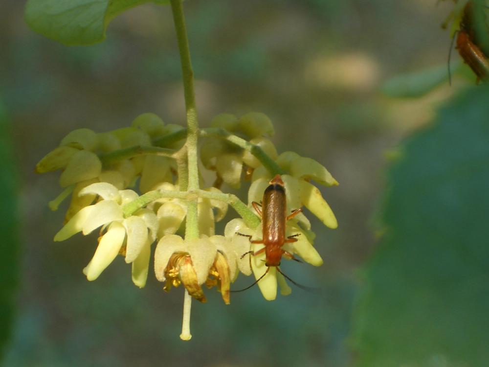 Téléphore fauve Rhagonycha fulva (Scopoli, 1763)