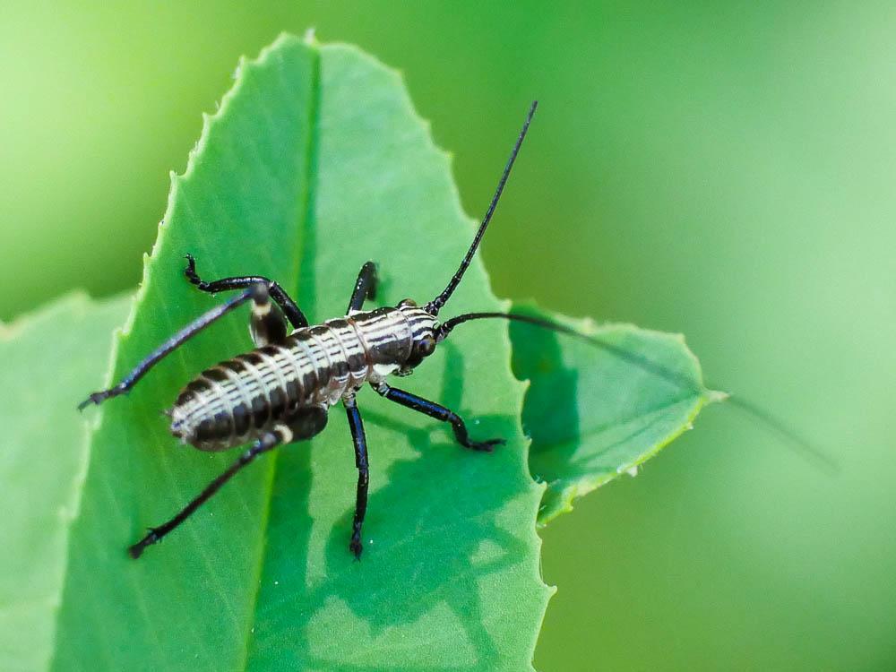 Antaxie cévenole Antaxius sorrezensis (Marquet, 1877)