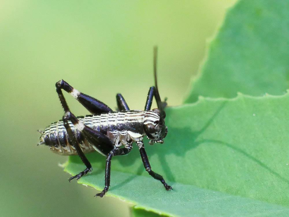 Antaxie cévenole Antaxius sorrezensis (Marquet, 1877)