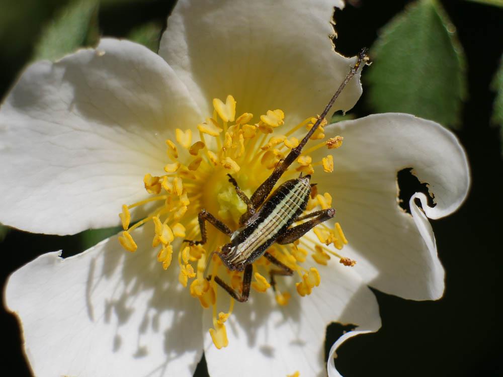 Antaxie cévenole Antaxius sorrezensis (Marquet, 1877)