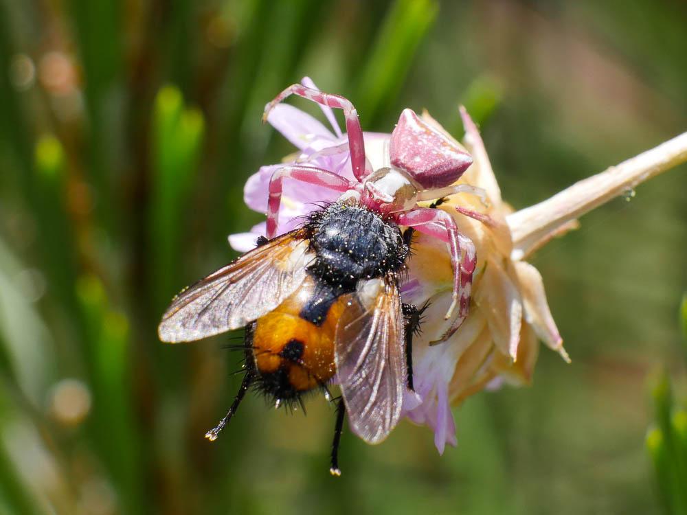 Thomise replet Thomisus onustus Walckenaer, 1805