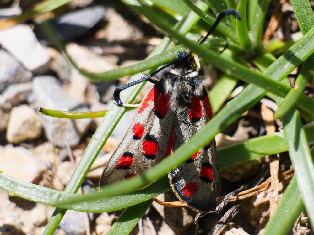 Zygène de l'Esparcette (La), Zygène de la Dorycnie Zygaena rhadamanthus (Esper, 1789)