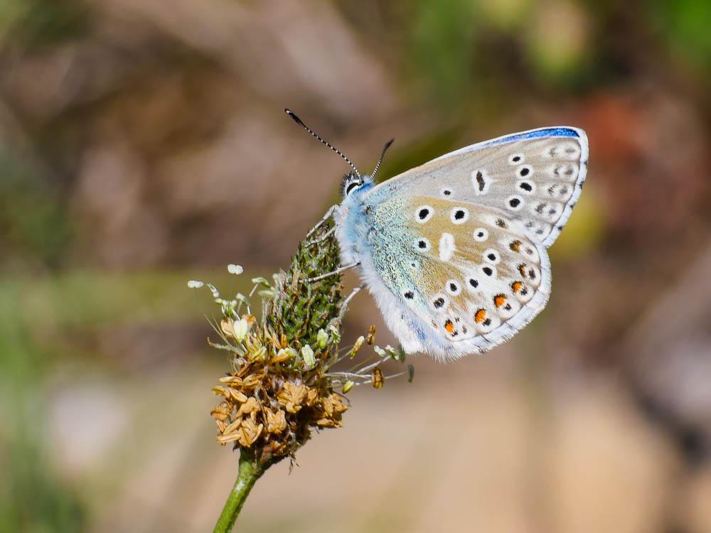 Azuré bleu-céleste (L'), Bel-Argus (Le), Argus ble Lysandra bellargus (Rottemburg, 1775)