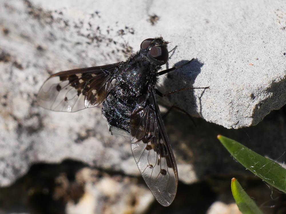  Anthrax aethiops (Fabricius, 1781)