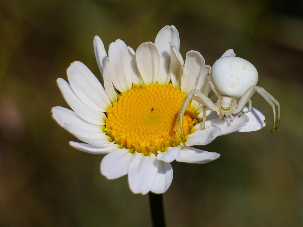Misumène variable Misumena vatia (Clerck, 1758)