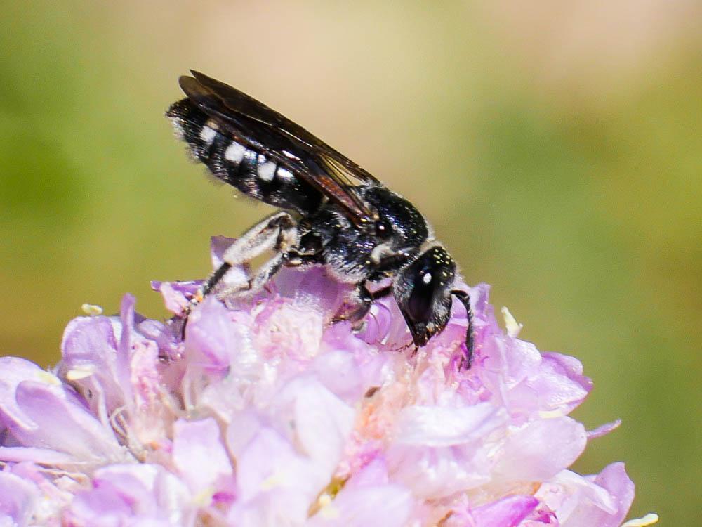  Andrena Fabricius, 1775
