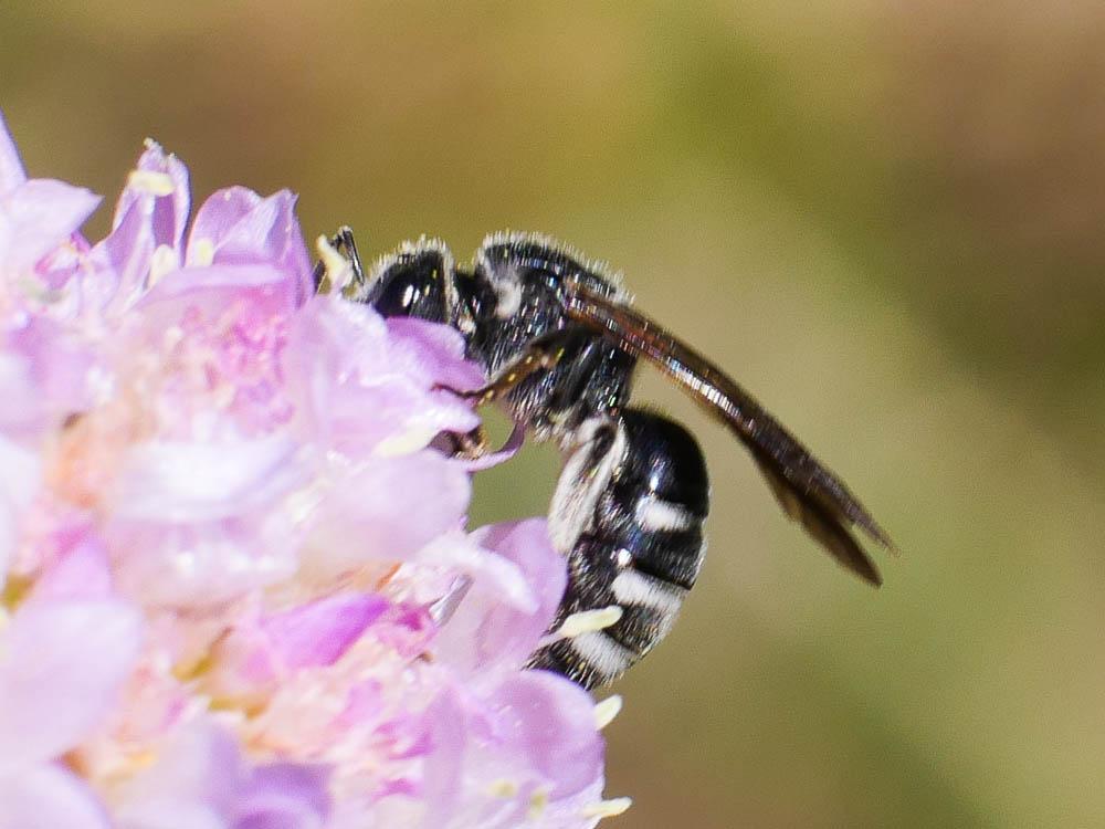 Andrena Fabricius, 1775