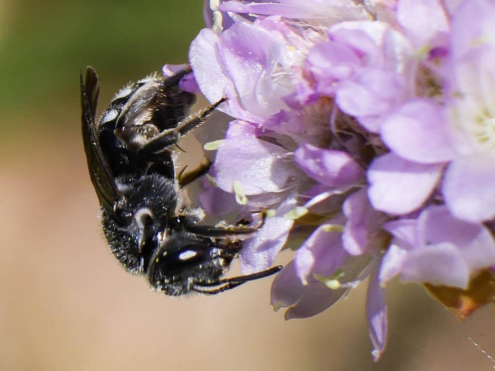 Andrena Fabricius, 1775