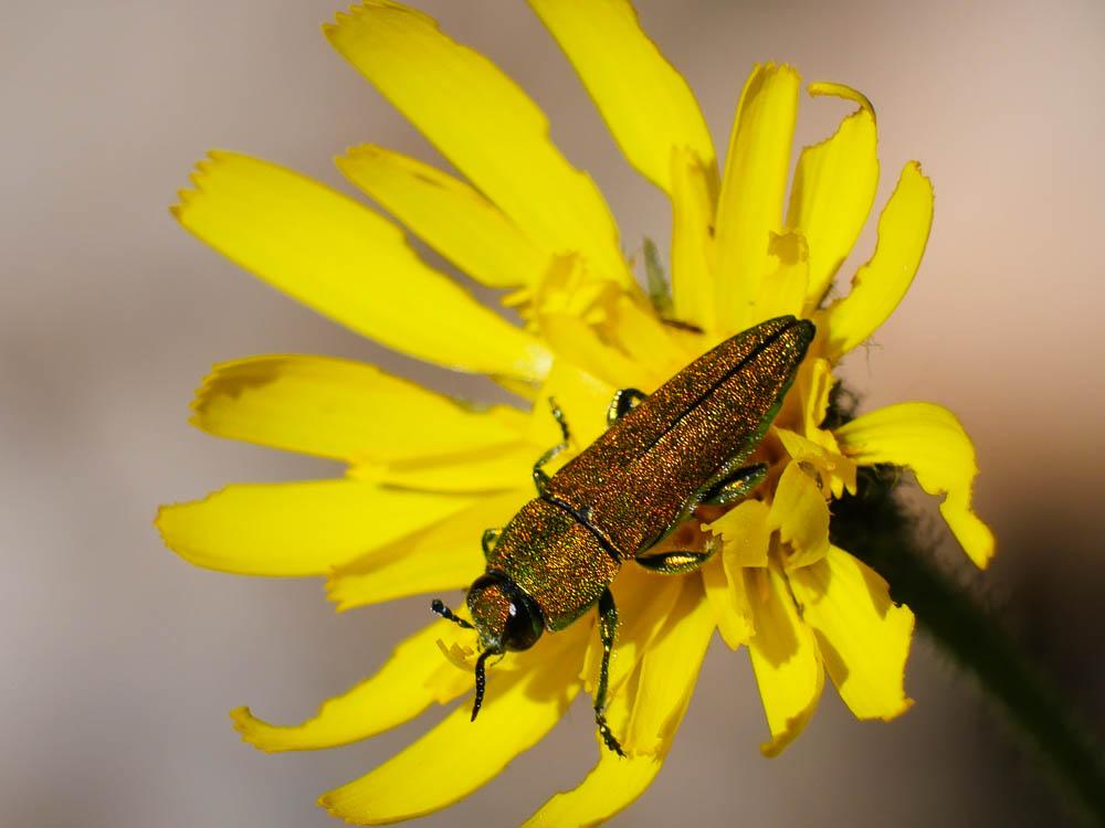 Bupreste hongrois Anthaxia hungarica (Scopoli, 1772)