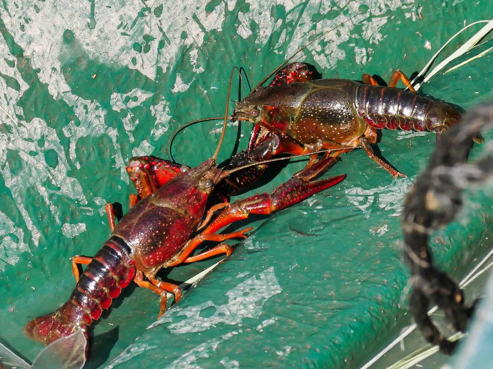Écrevisse de Louisiane (L'), Écrevisse rouge de Lo Procambarus clarkii (Girard, 1852)